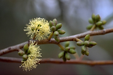 APII jpeg image of Eucalyptus tenella  © contact APII