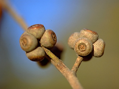 APII jpeg image of Eucalyptus youmanii ?  © contact APII