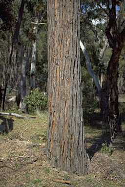 APII jpeg image of Eucalyptus caliginosa  © contact APII