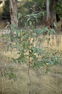 APII jpeg image of Eucalyptus nobilis  © contact APII