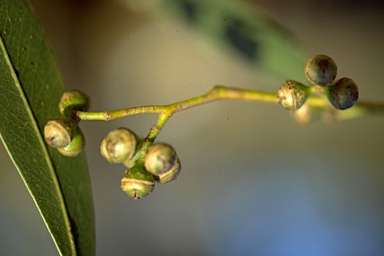 APII jpeg image of Eucalyptus nobilis  © contact APII