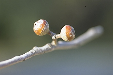 APII jpeg image of Eucalyptus laevopinea  © contact APII