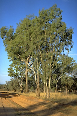 APII jpeg image of Corymbia tessellaris  © contact APII