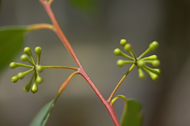 APII jpeg image of Eucalyptus campanulata  © contact APII