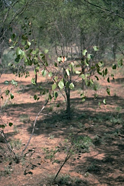 APII jpeg image of Eucalyptus populnea  © contact APII