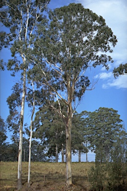 APII jpeg image of Eucalyptus dunnii  © contact APII