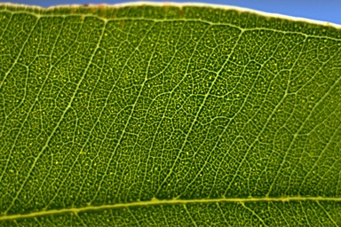 APII jpeg image of Eucalyptus resinifera subsp. resinifera  © contact APII