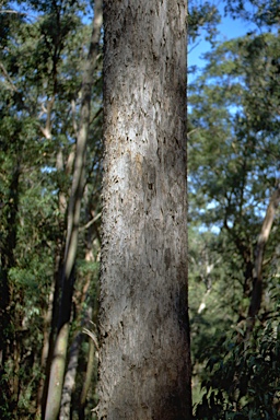 APII jpeg image of Eucalyptus largeana  © contact APII