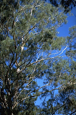 APII jpeg image of Eucalyptus largeana  © contact APII