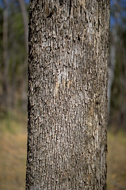 APII jpeg image of Eucalyptus moluccana  © contact APII