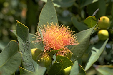 APII jpeg image of Eucalyptus x carnabyi  ?  © contact APII