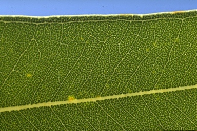 APII jpeg image of Eucalyptus paniculata  © contact APII