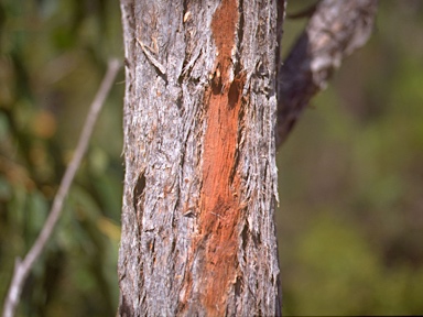 APII jpeg image of Eucalyptus pachycalyx subsp. waajensis  © contact APII