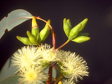 APII jpeg image of Eucalyptus planchoniana  © contact APII