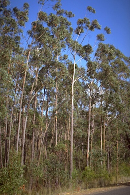 APII jpeg image of Eucalyptus pyrocarpa  © contact APII