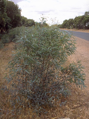 APII jpeg image of Eucalyptus polybractea  © contact APII