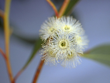 APII jpeg image of Eucalyptus pauciflora subsp. pauciflora  © contact APII