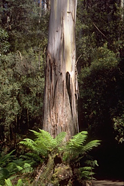 APII jpeg image of Eucalyptus regnans  © contact APII