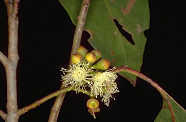 APII jpeg image of Eucalyptus brookeriana  © contact APII