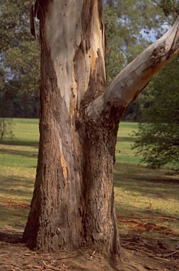 APII jpeg image of Eucalyptus benthamii  © contact APII