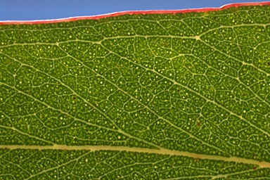 APII jpeg image of Eucalyptus piperita  © contact APII