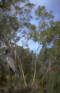 APII jpeg image of Eucalyptus barberi  © contact APII