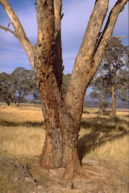 APII jpeg image of Eucalyptus melliodora  © contact APII