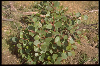 APII jpeg image of Eucalyptus amplifolia subsp. amplifolia  © contact APII