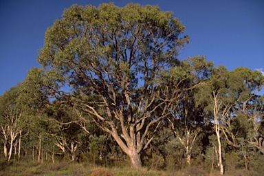 APII jpeg image of Eucalyptus bridgesiana  © contact APII