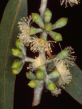 APII jpeg image of Eucalyptus nortonii  © contact APII