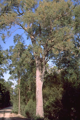 APII jpeg image of Eucalyptus longifolia  © contact APII