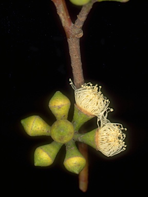 APII jpeg image of Eucalyptus ovata subsp. ovata  © contact APII