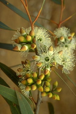 APII jpeg image of Eucalyptus diversifolia  © contact APII