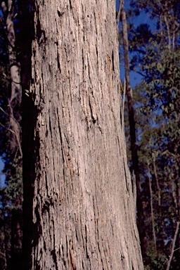 APII jpeg image of Eucalyptus campanulata  © contact APII