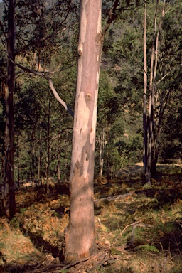 APII jpeg image of Eucalyptus punctata  © contact APII