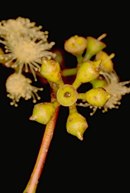 APII jpeg image of Eucalyptus ovata var. grandiflora  © contact APII