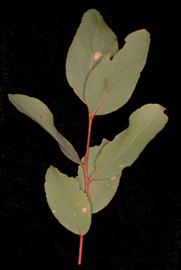 APII jpeg image of Eucalyptus yarraensis  © contact APII