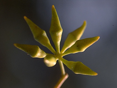 APII jpeg image of Eucalyptus fibrosa subsp. nubilis  © contact APII