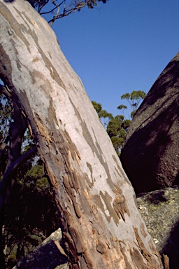 APII jpeg image of Eucalyptus scoparia  © contact APII