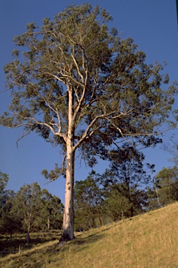 APII jpeg image of Eucalyptus punctata  © contact APII