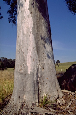 APII jpeg image of Eucalyptus propinqua  © contact APII