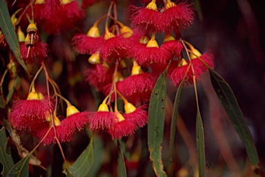 APII jpeg image of Eucalyptus leucoxylon subsp. megalocarpa  © contact APII