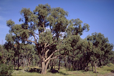 APII jpeg image of Eucalyptus bridgesiana  © contact APII