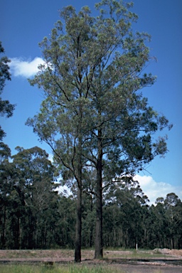 APII jpeg image of Eucalyptus paniculata  © contact APII