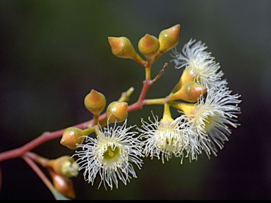 APII jpeg image of Eucalyptus panda  © contact APII