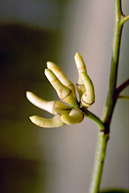 APII jpeg image of Eucalyptus bancroftii  © contact APII