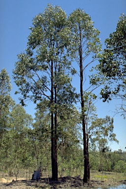 APII jpeg image of Eucalyptus fibrosa subsp. fibrosa  © contact APII