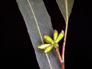 APII jpeg image of Eucalyptus denticulata  © contact APII