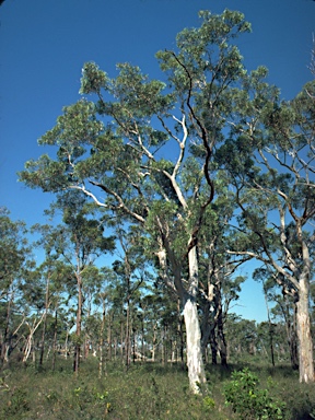 APII jpeg image of Eucalyptus haemastoma  © contact APII