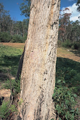 APII jpeg image of Eucalyptus piperita  © contact APII